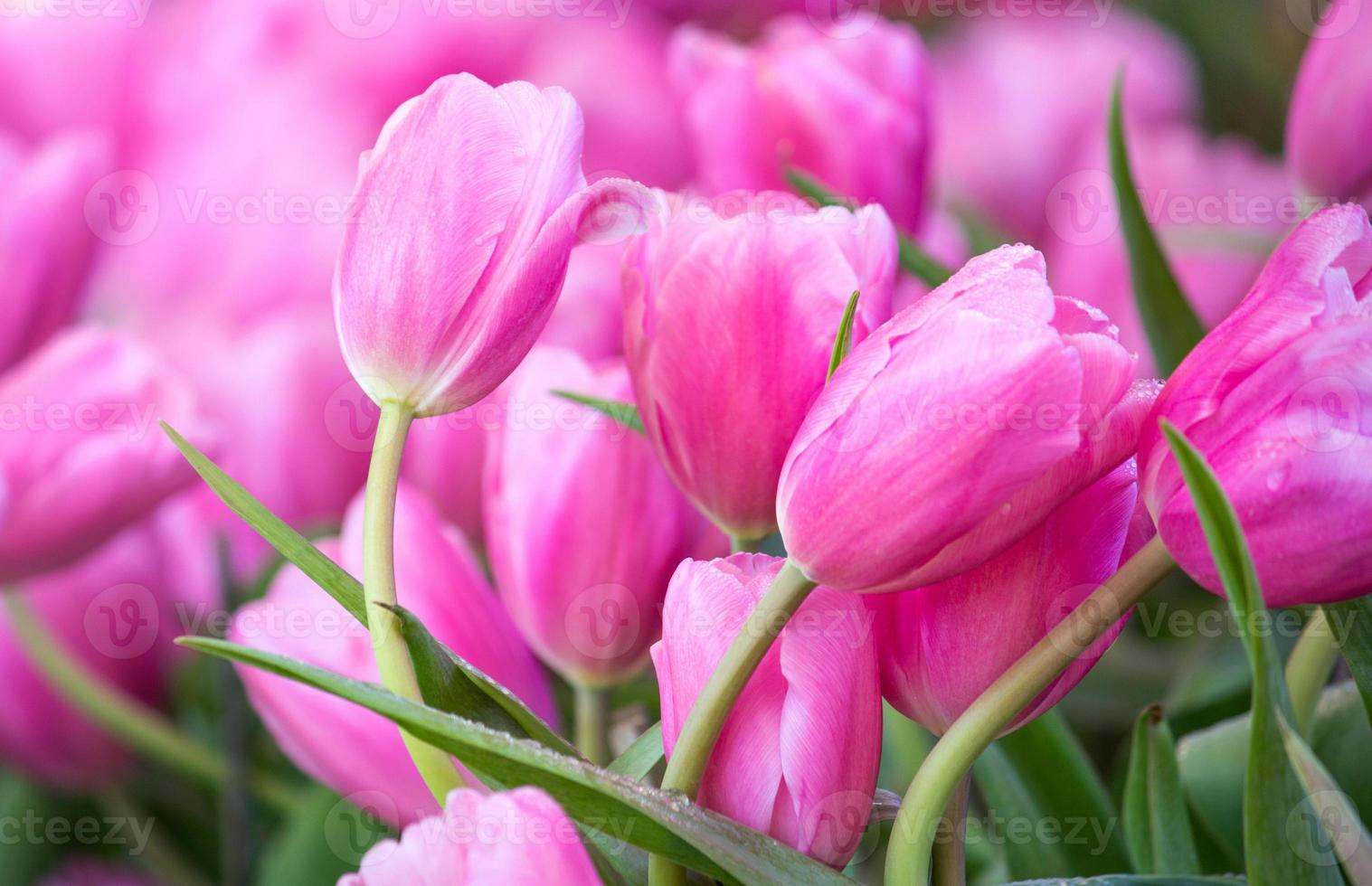 campos de flores tulipa rosa florescendo no jardim foto