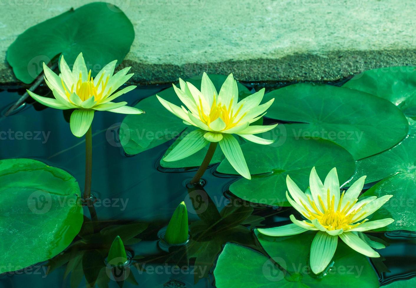 linda nenúfar amarela ou flor de lótus na lagoa foto