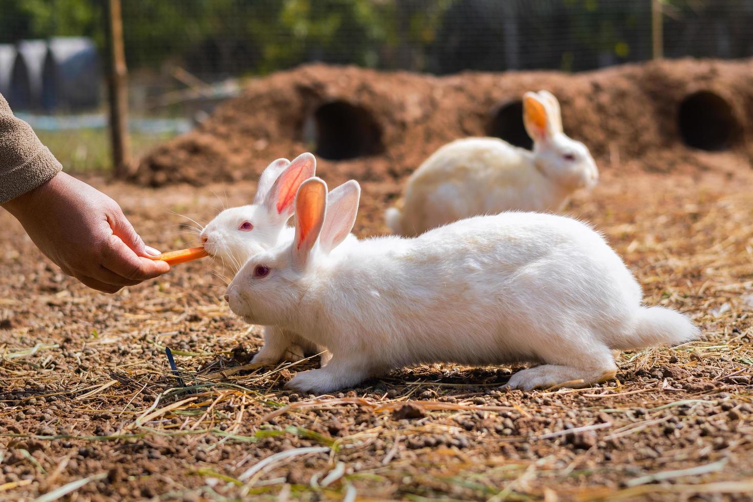 turistas alimentando coelhos no parque foto