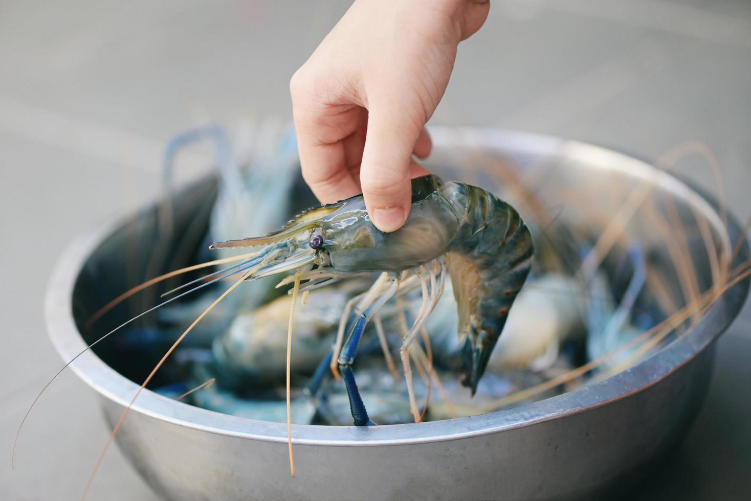 camarões crus à mão criança lavando camarão na tigela, camarões frescos para cozinhar frutos do mar na cozinha ou comprar camarões na loja no mercado de frutos do mar foto