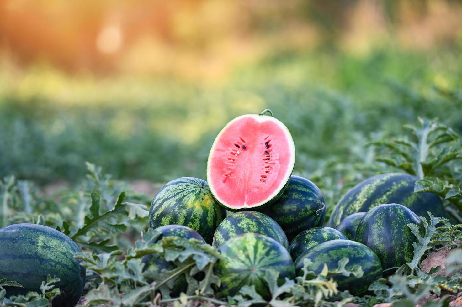 fatia de melancia no campo de melancia - frutas frescas de melancia no jardim agrícola de solo fazenda de melancia com planta de árvore de folha, colhendo melancias no campo foto