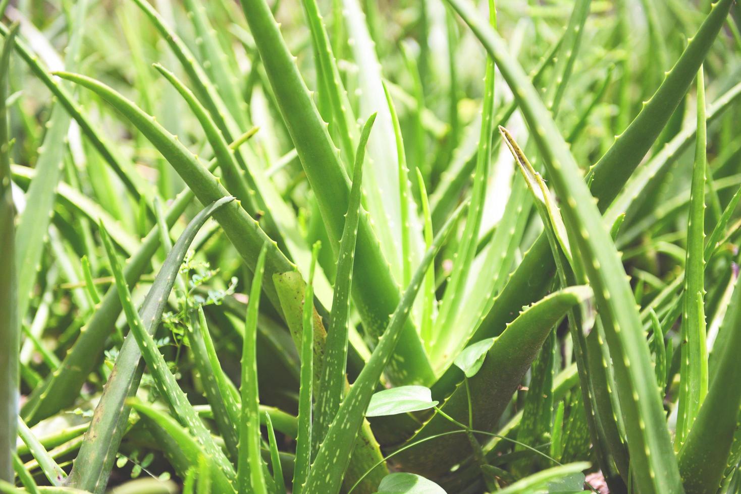 folha fresca de aloe vera ervas naturais e ervas medicinais - planta de aloe vera no fundo verde da natureza foto