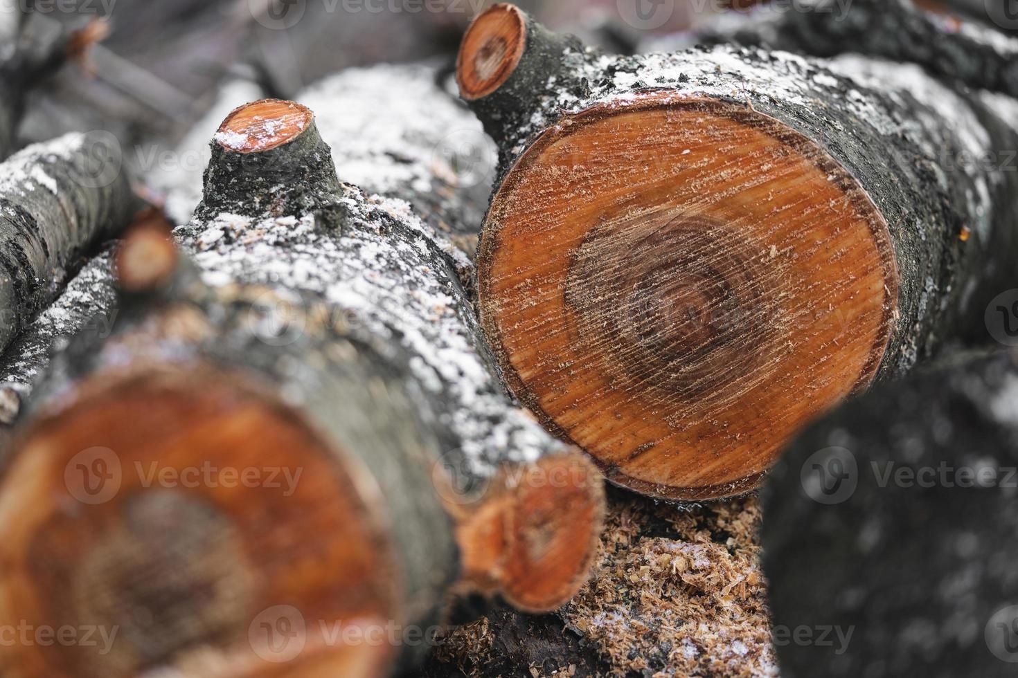 muitos cortam árvores na floresta para lenha foto