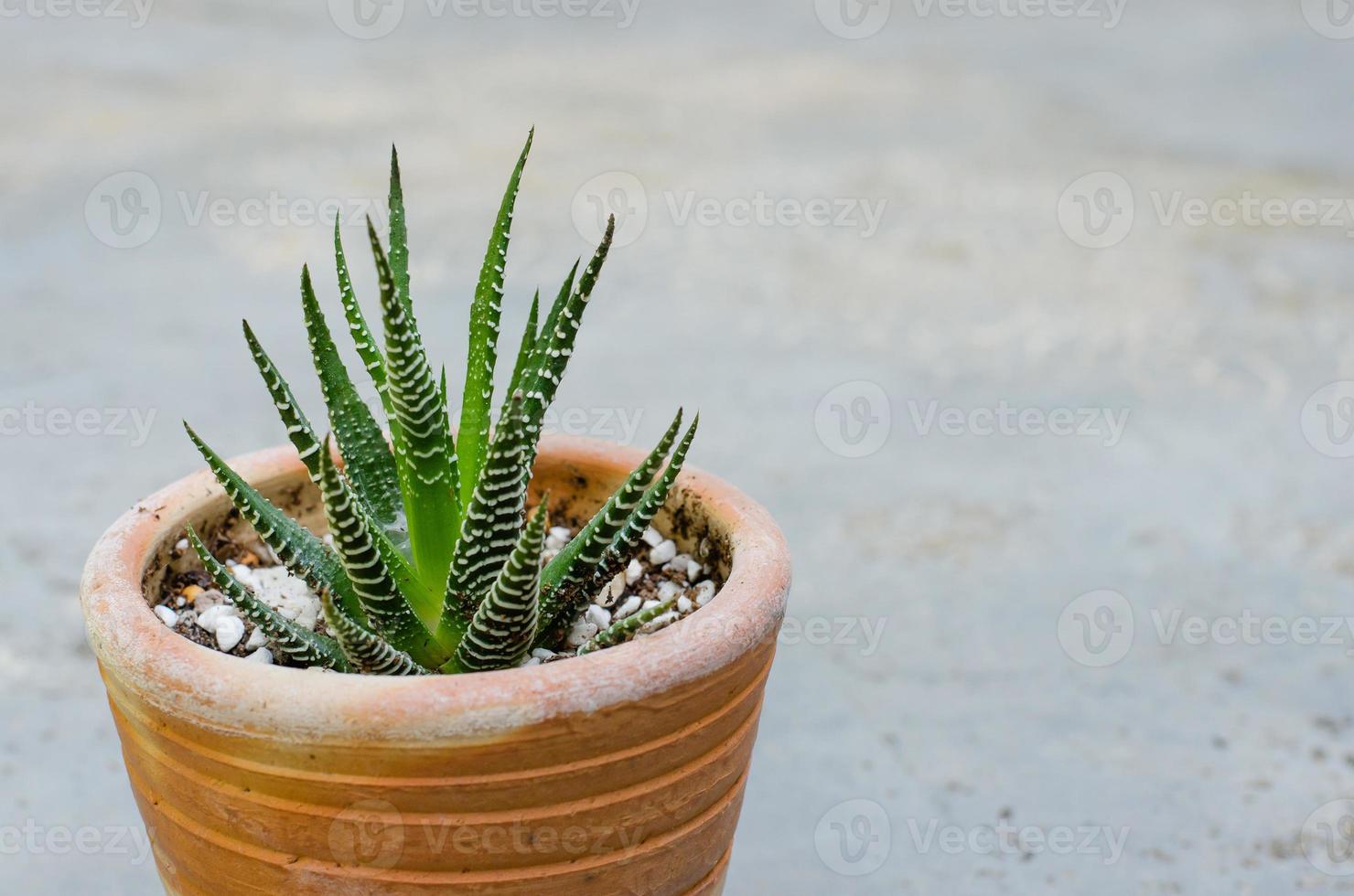 pequeno cacto em pequena panela de cerâmica foto