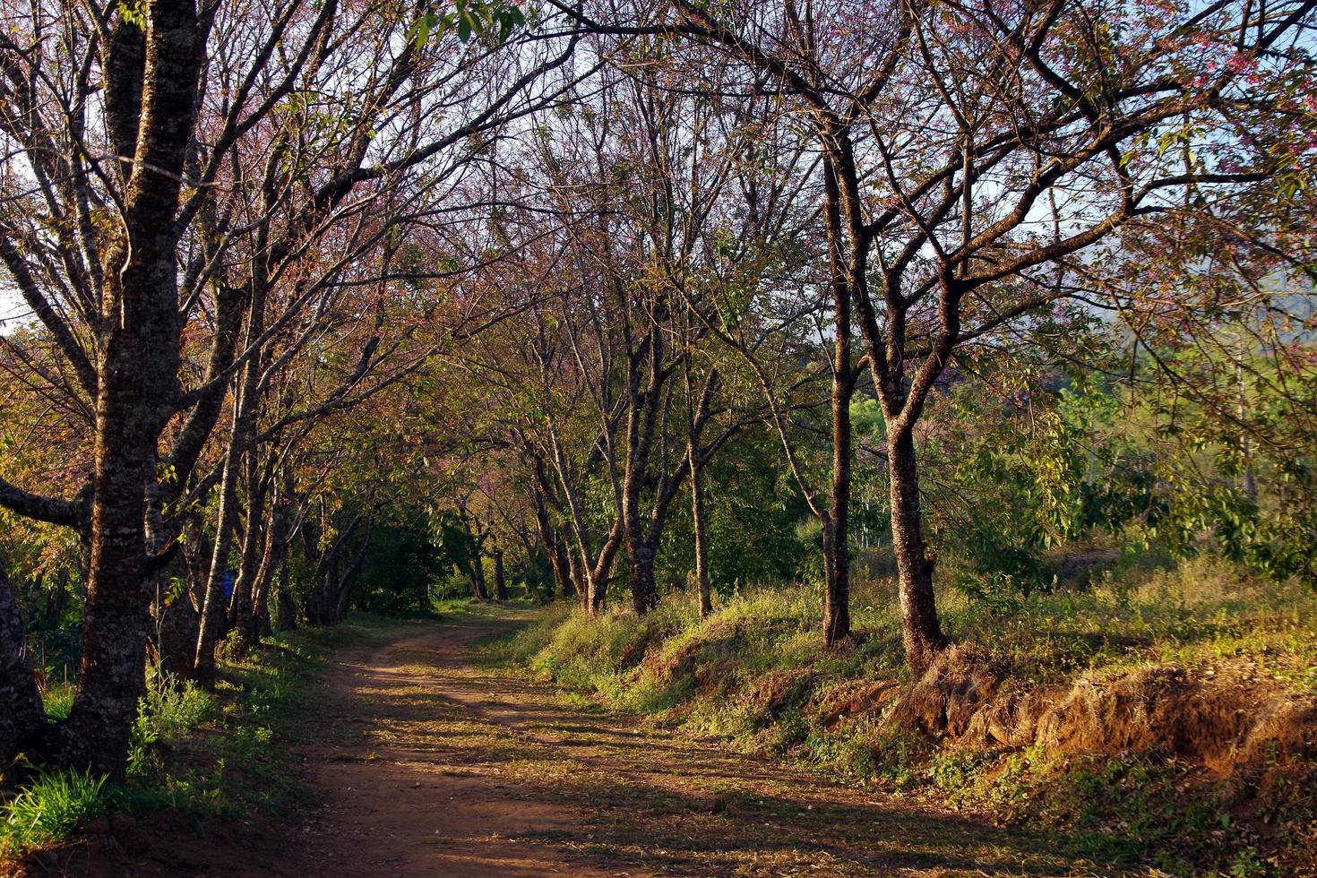 estrada de terra com árvores caindo folhas ao sol da manhã. foto