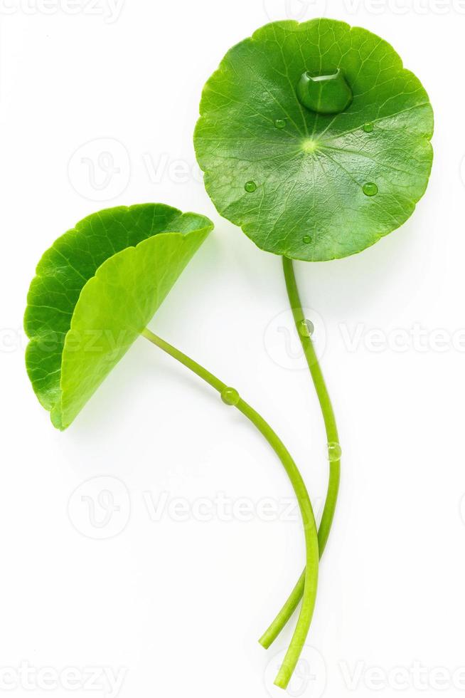 feche as folhas de centella asiatica com gota de chuva isolada na vista superior de fundo branco. foto