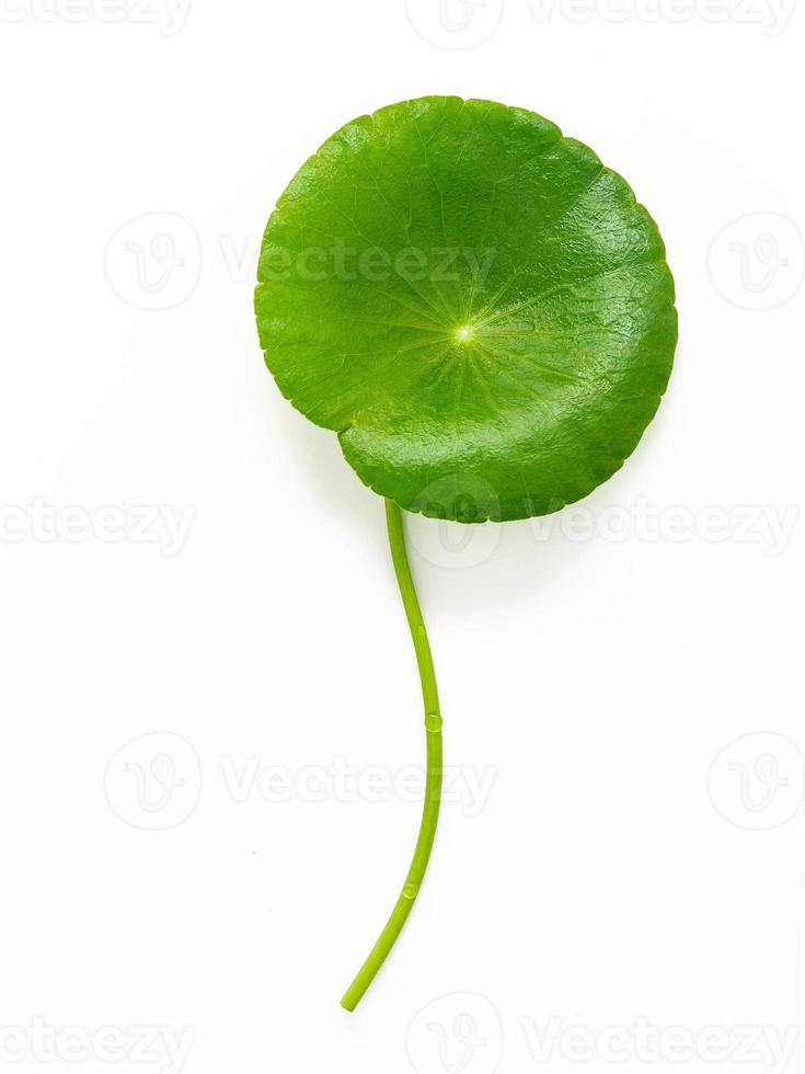 feche as folhas de centella asiatica com gota de chuva isolada na vista superior de fundo branco. foto