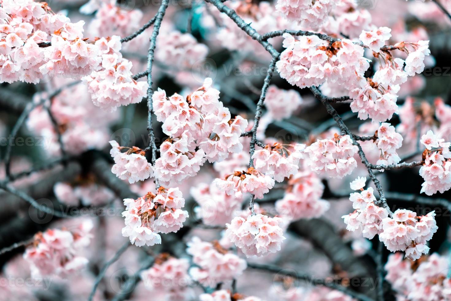foco seletivo, flores de cerejeira sakura florescendo em um dia de primavera no japão foto