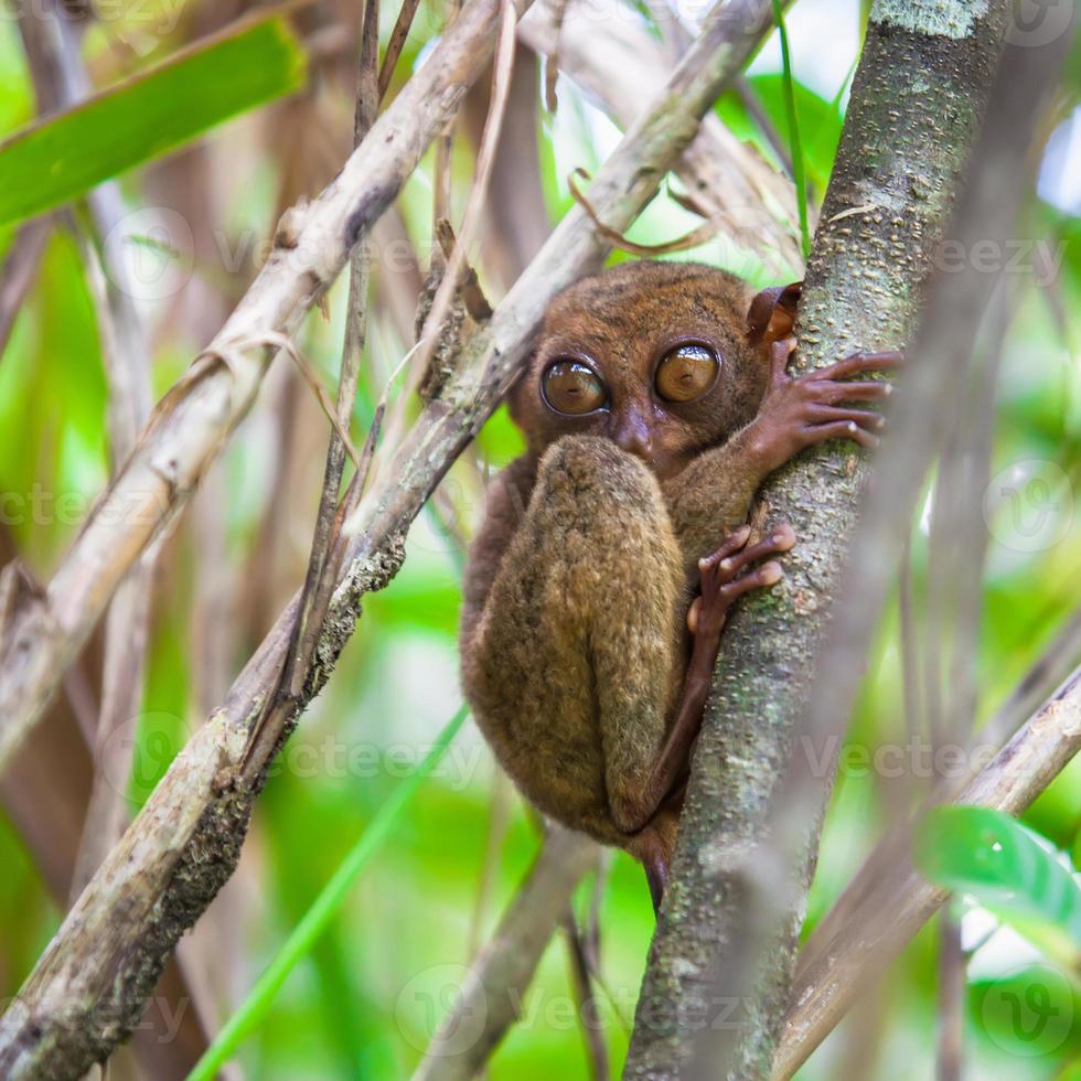 pequeno társio bonito na árvore em ambiente natural na ilha de bohol, filipinas foto