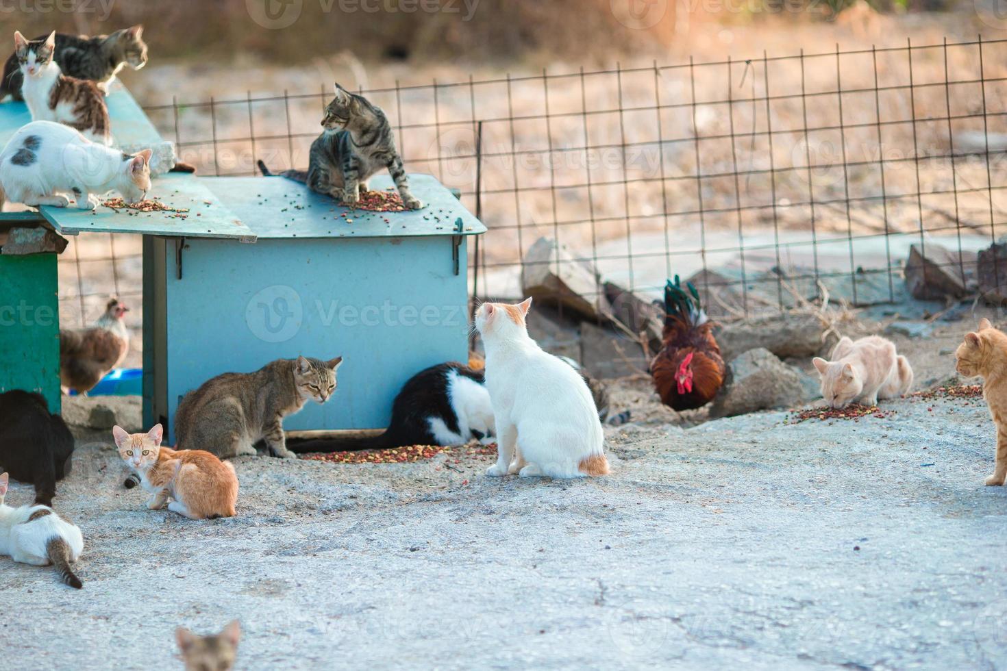 muitos gatos e gatinhos sem-teto na estrada na grécia foto