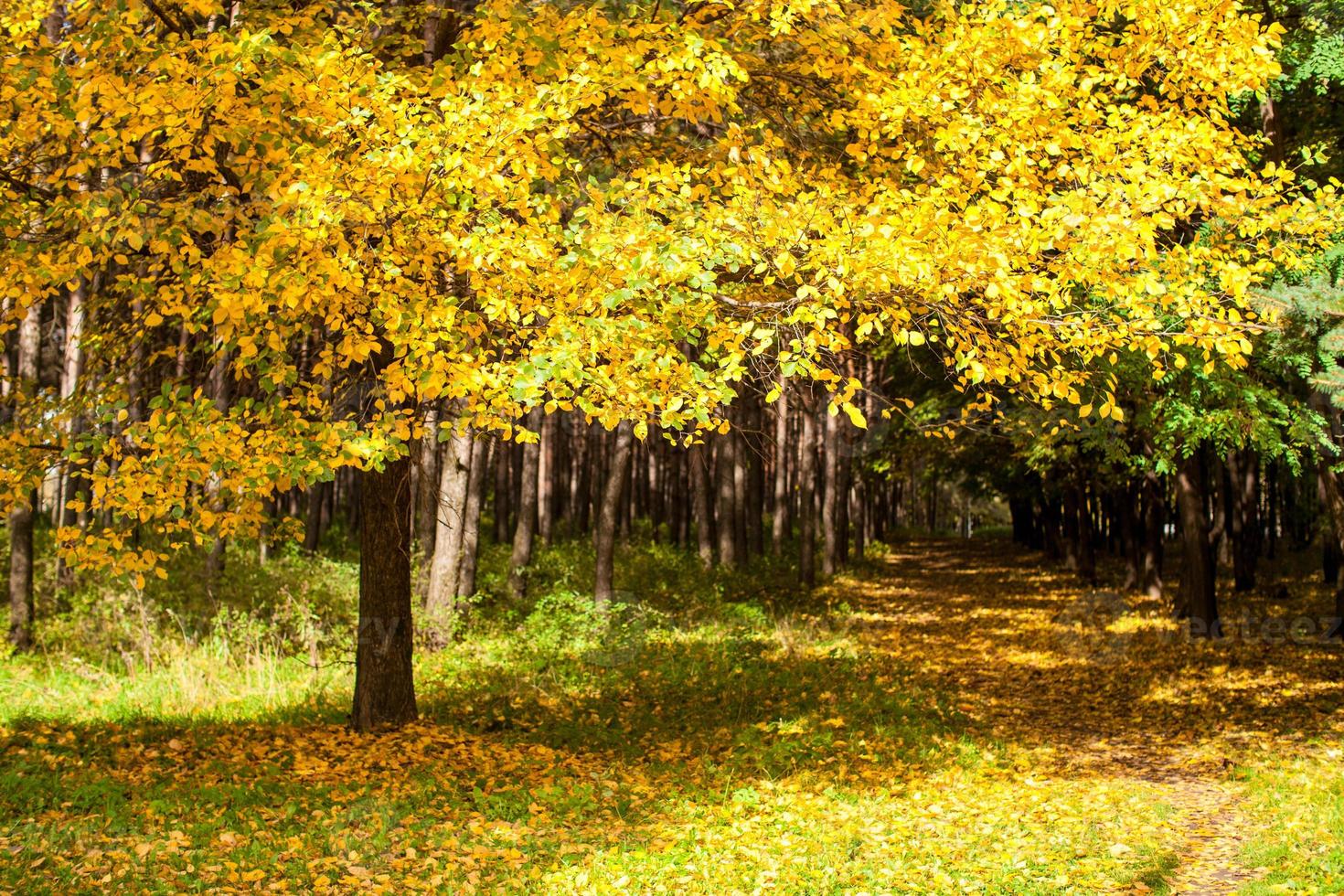 belo parque de outono com folhagem amarela e dourada ao sol foto