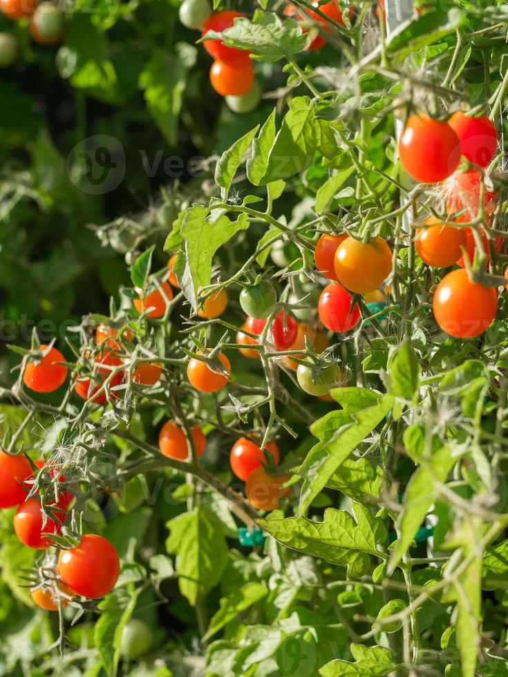 planta de tomate maduro crescendo. monte fresco de tomate natural vermelho em um galho na horta orgânica. foto