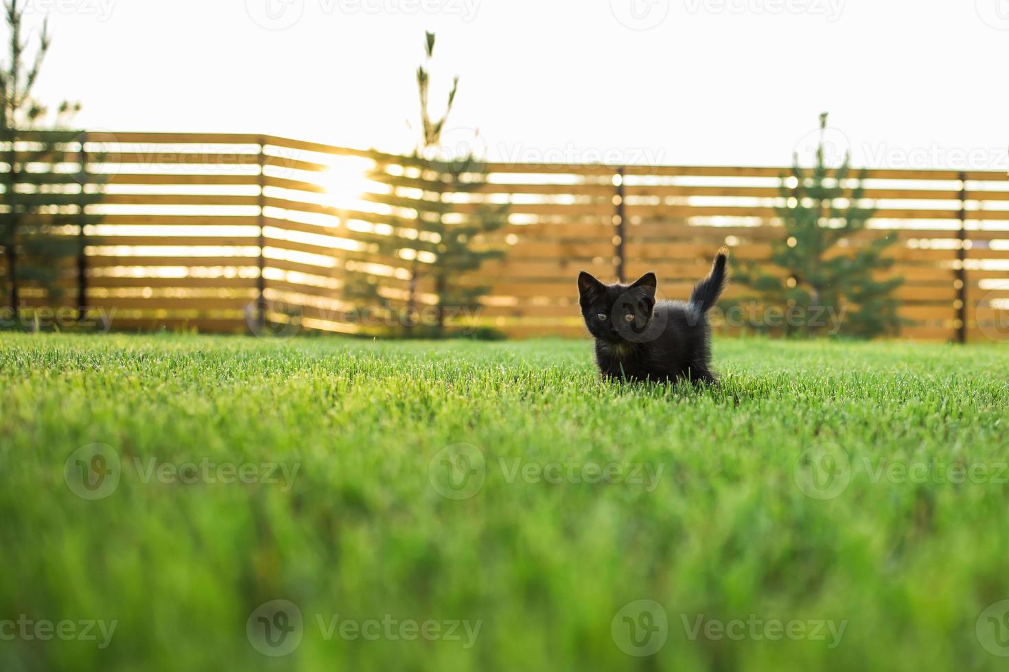 gatinho preto curiosamente ao ar livre no espaço de cópia de verão grama - conceito de animal de estimação e gato doméstico. espaço de cópia e local para publicidade foto