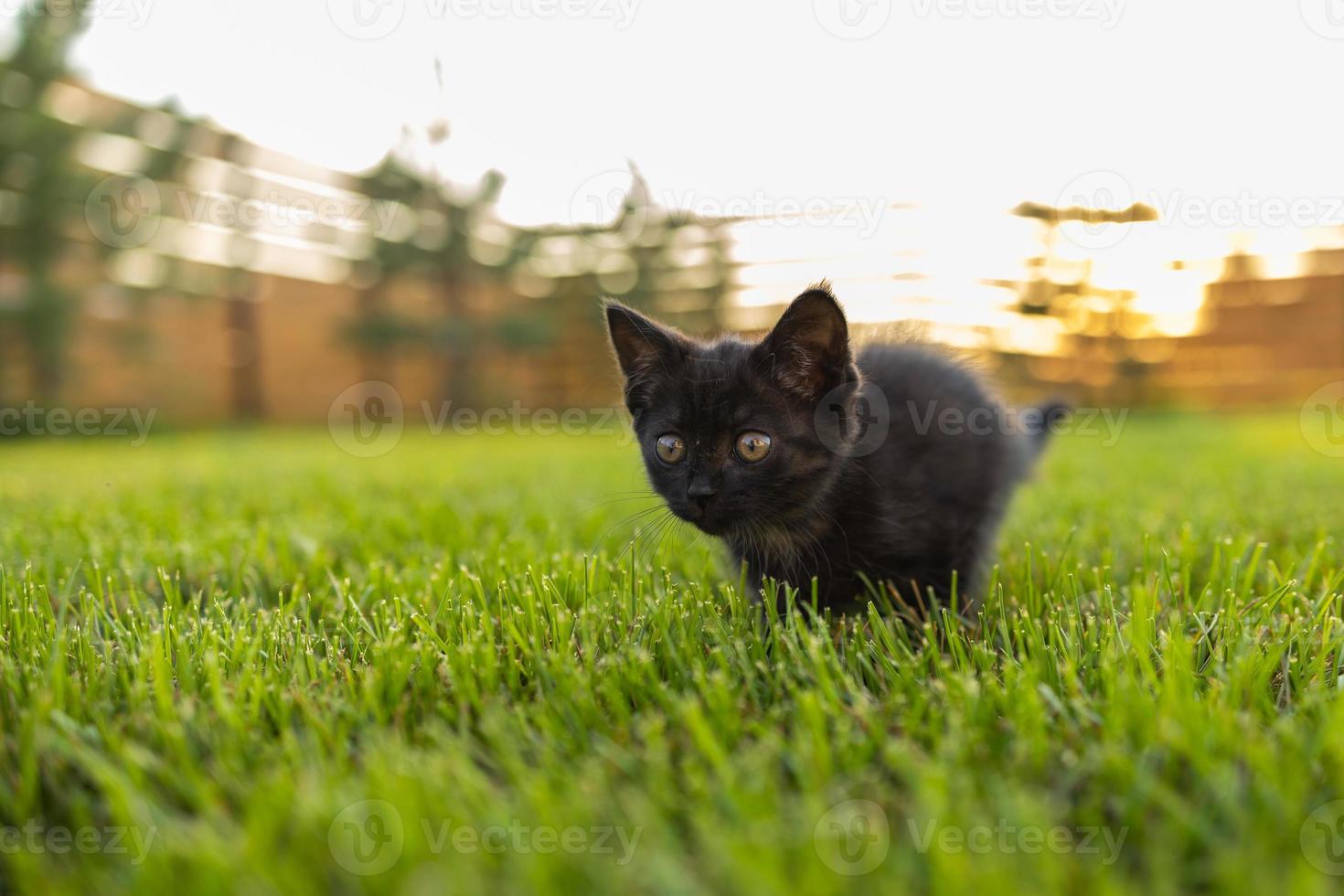 gatinho preto curiosamente ao ar livre na grama - conceito de gato doméstico e animal de estimação. espaço de cópia e local para publicidade foto