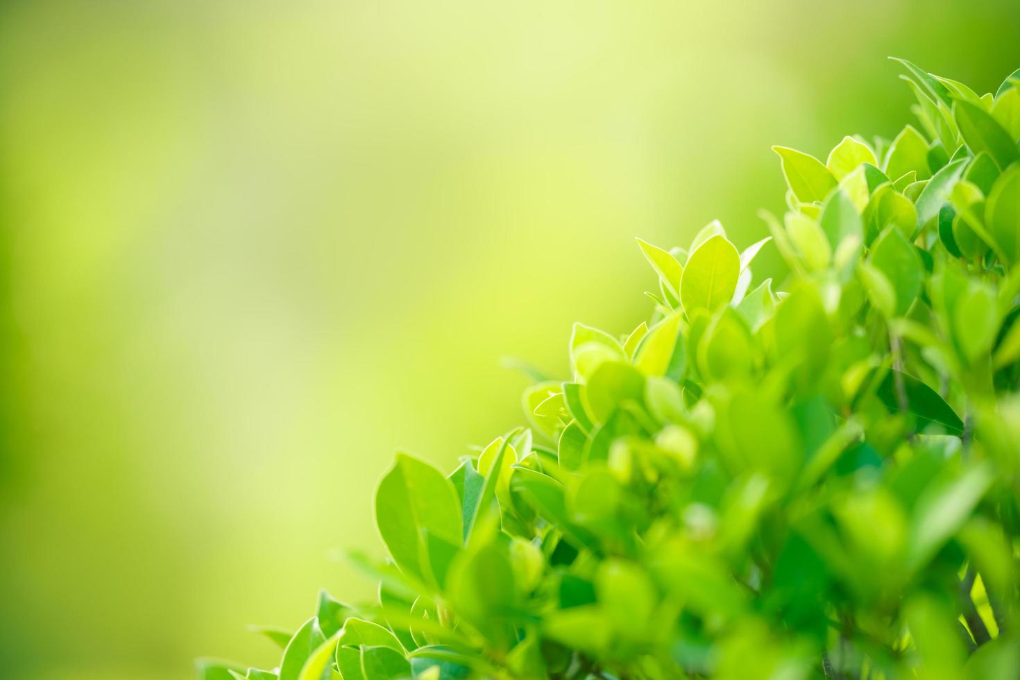 bela natureza vista folha verde no fundo de vegetação turva sob a luz do sol com bokeh e copie o espaço usando como plano de fundo a paisagem de plantas naturais, conceito de papel de parede de ecologia. foto