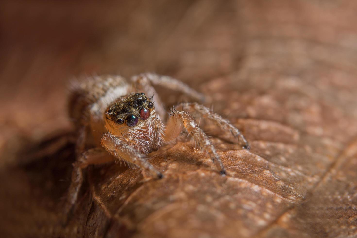 aranha em uma folha foto