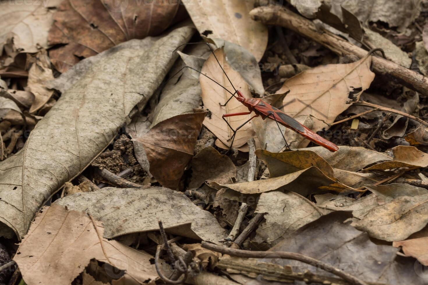 inseto hemiptera, close-up foto