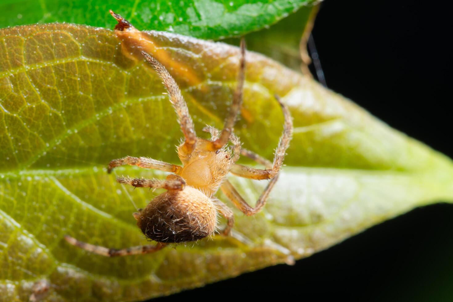 aranha em uma folha foto