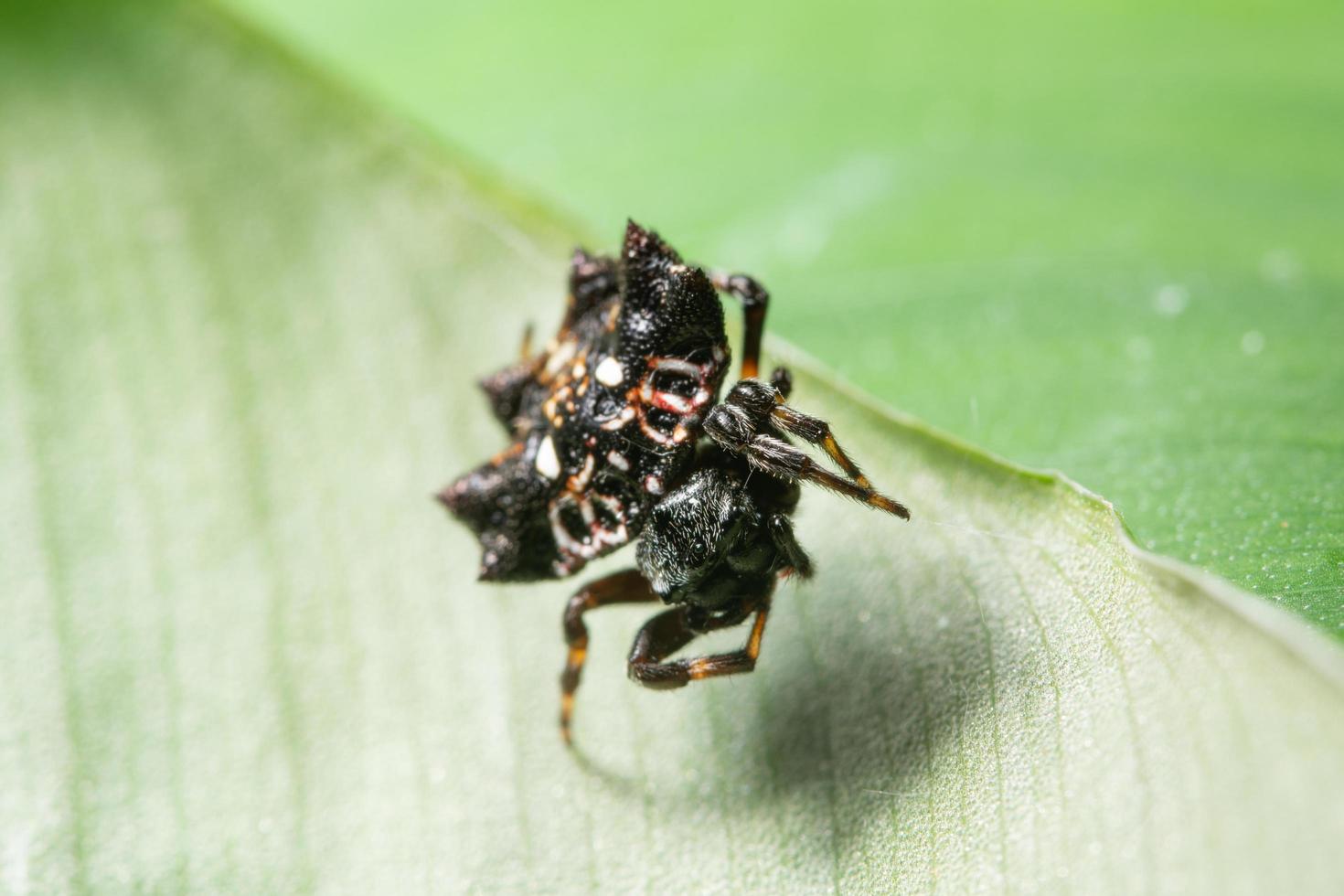 aranha em uma folha foto