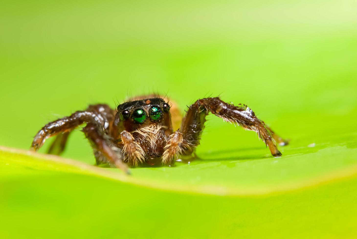 aranha em uma folha foto