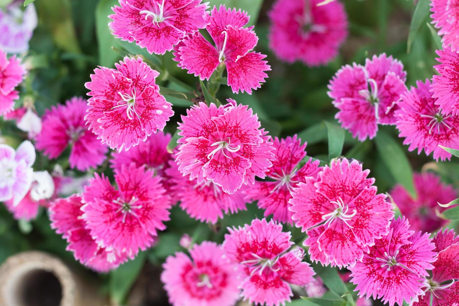 close-up de flores cor de rosa no jardim foto