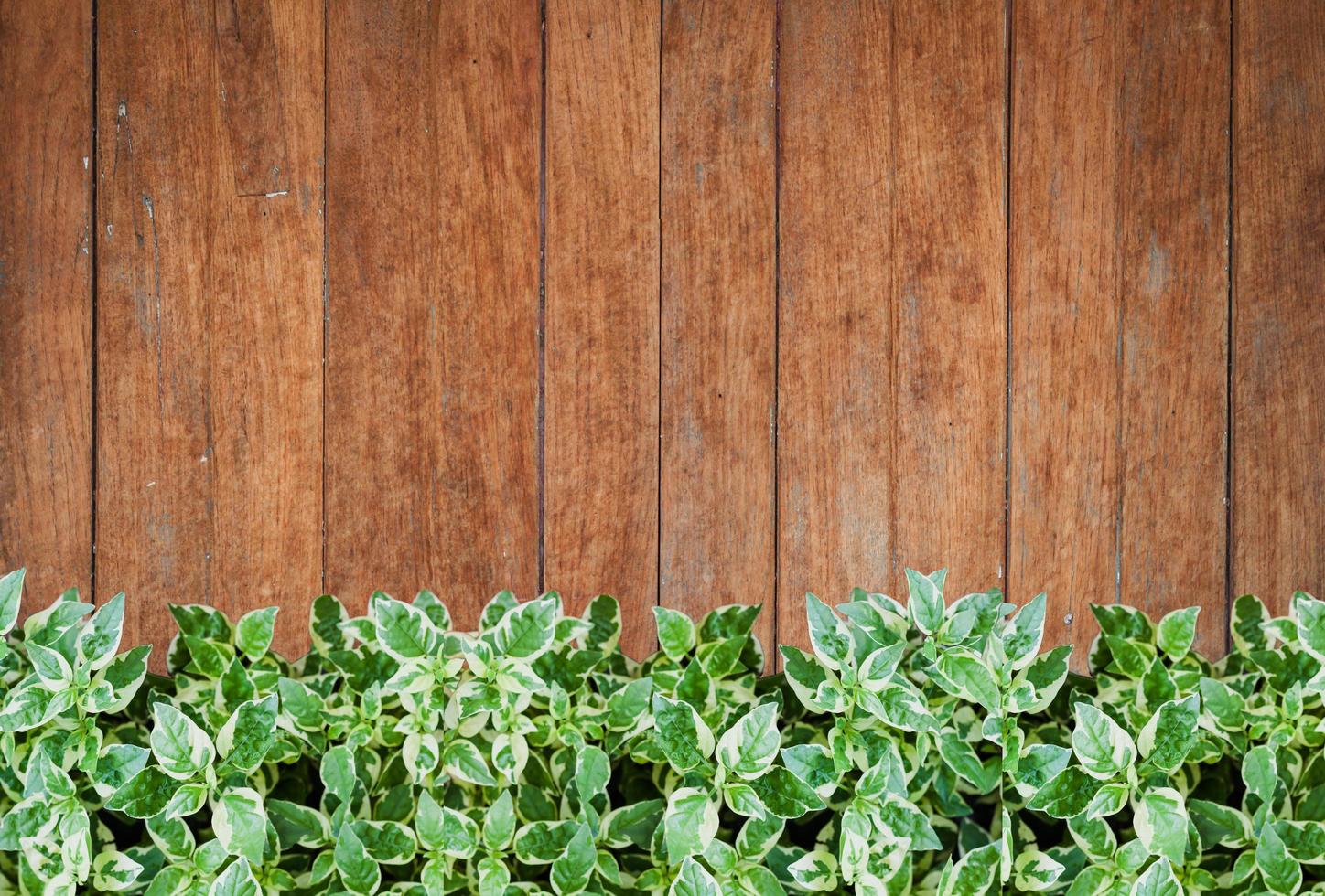 plantas verdes com uma velha parede de madeira foto