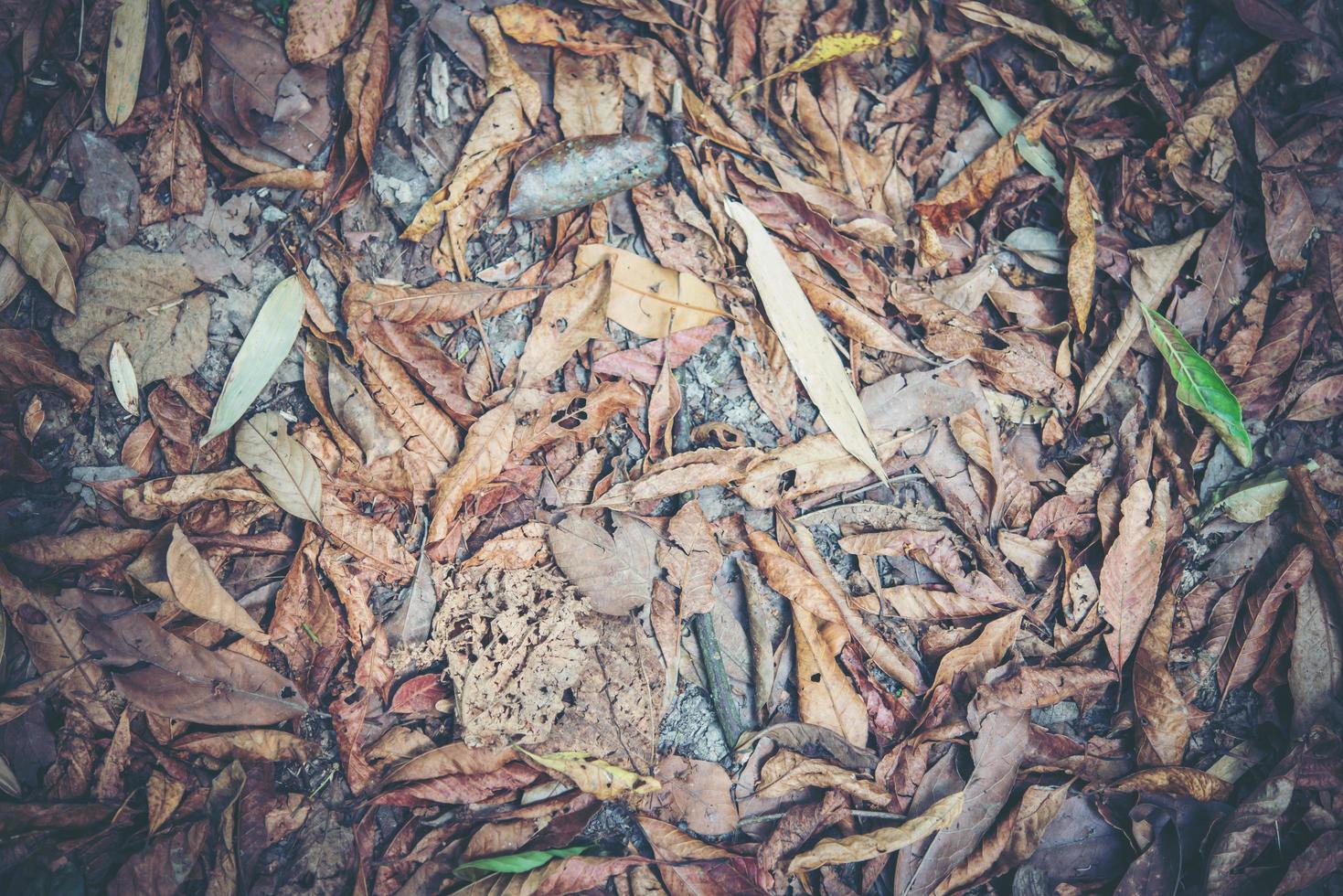 folhas secas no chão foto