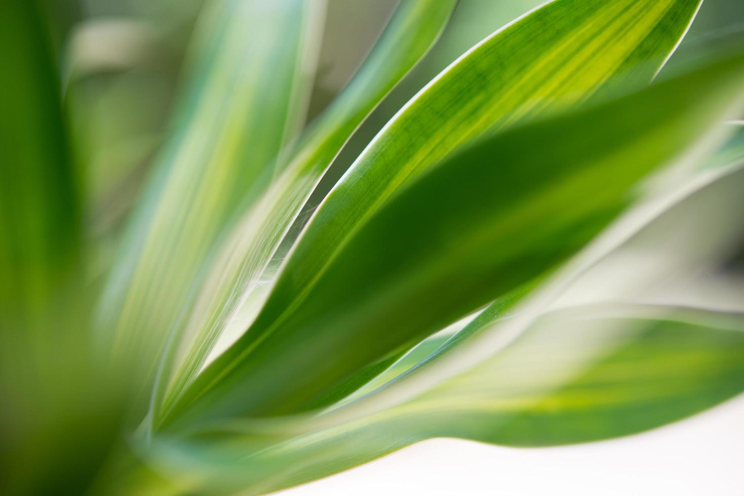 close-up de uma folha de planta com bokeh de fundo foto