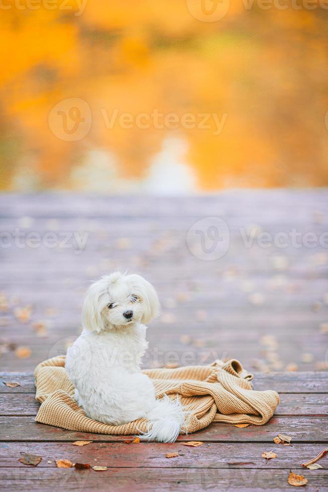 cachorro branco maltês em um píer de madeira no outono foto