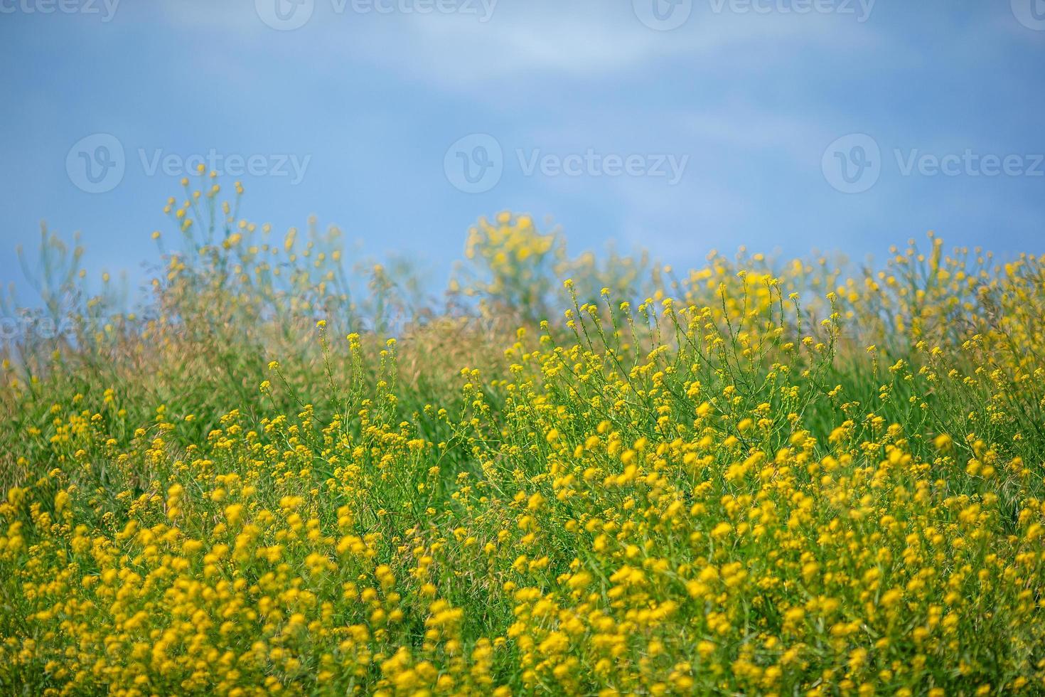 pequena flor amarela. campo de amarelo no jardim com desfoque de fundo verde foto