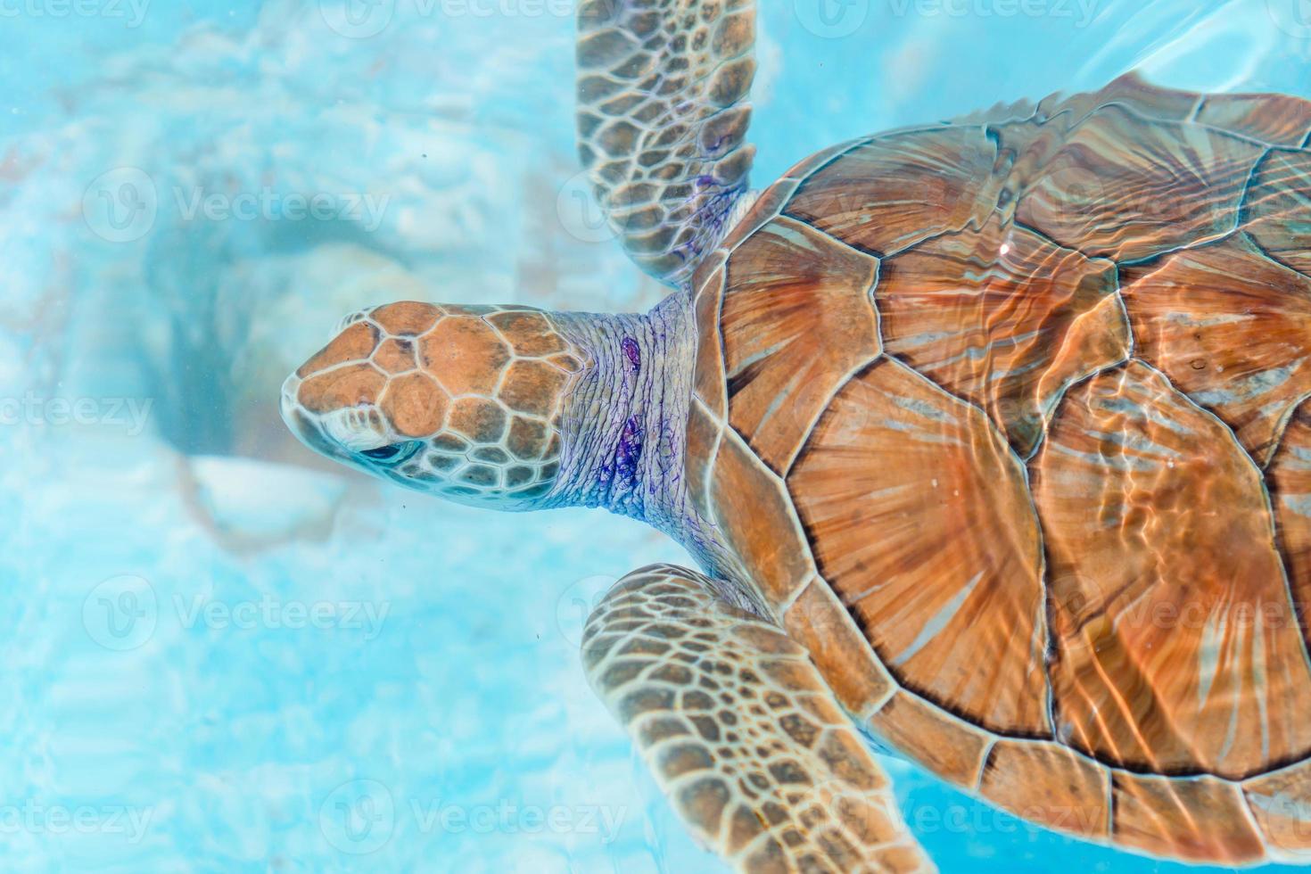 tartarugas marinhas olhando da água na reserva foto