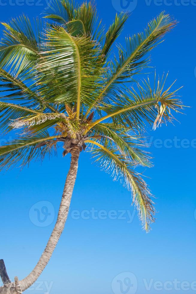 close-up de uma palmeira grande no céu azul de fundo foto