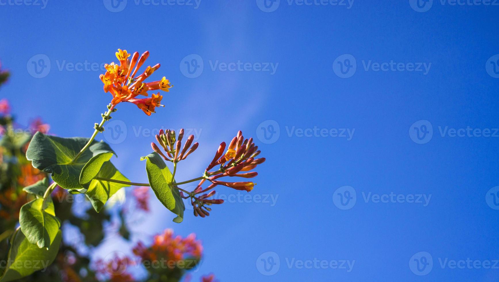 flores e natureza pela manhã ainda brilhante esta flor é lonicera caprifolium o céu está claro foto