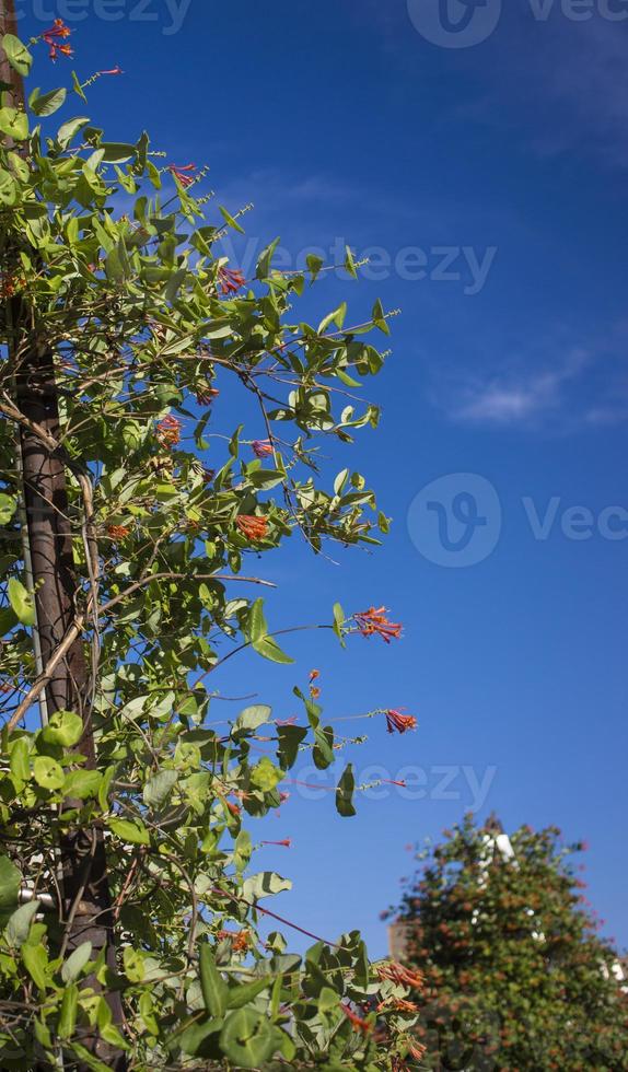 flores e natureza pela manhã ainda brilhante esta flor é lonicera caprifolium o céu está claro foto