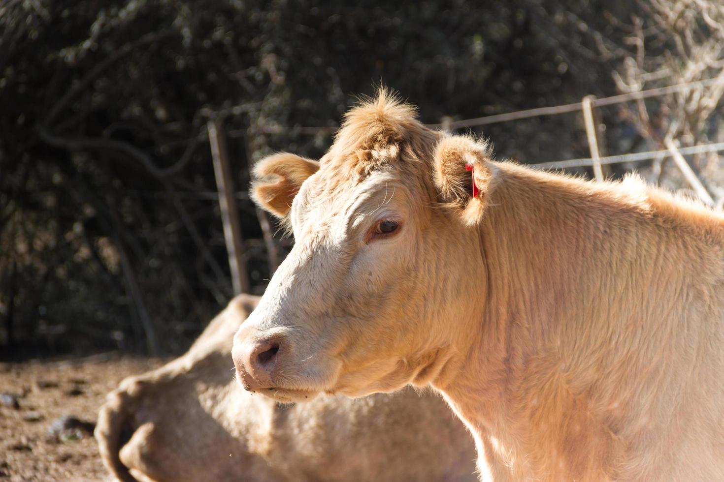 retrato de vaca leiteira sentada no campo foto