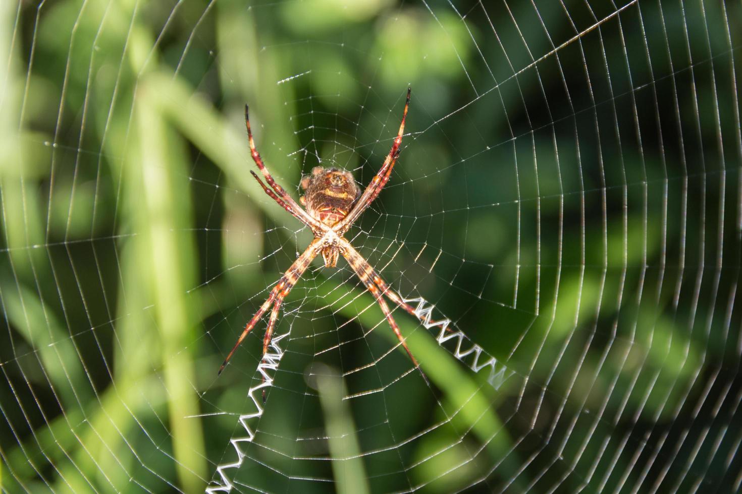 uma aranha argiope lobata pallas, em sua teia no jardim foto