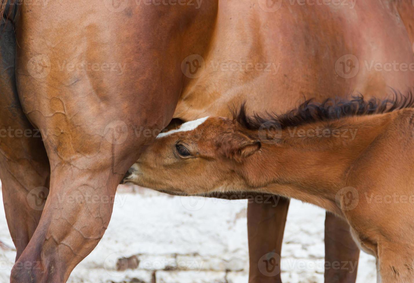 potro chupando a égua no campo foto