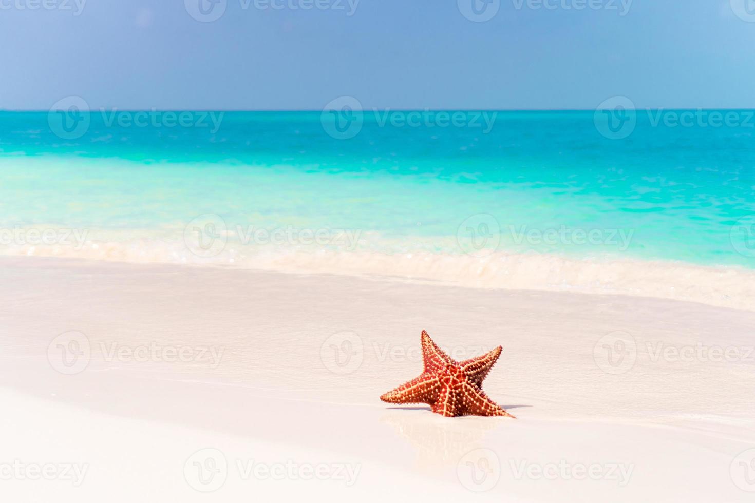 areia branca tropical com estrela do mar vermelha em águas claras foto