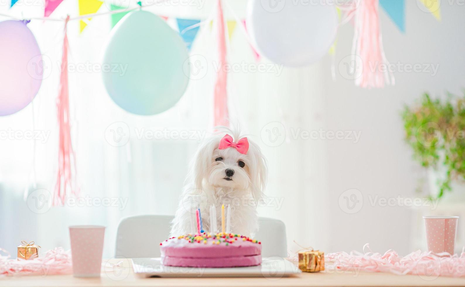 cachorro fofo com laço e bolo de aniversário foto