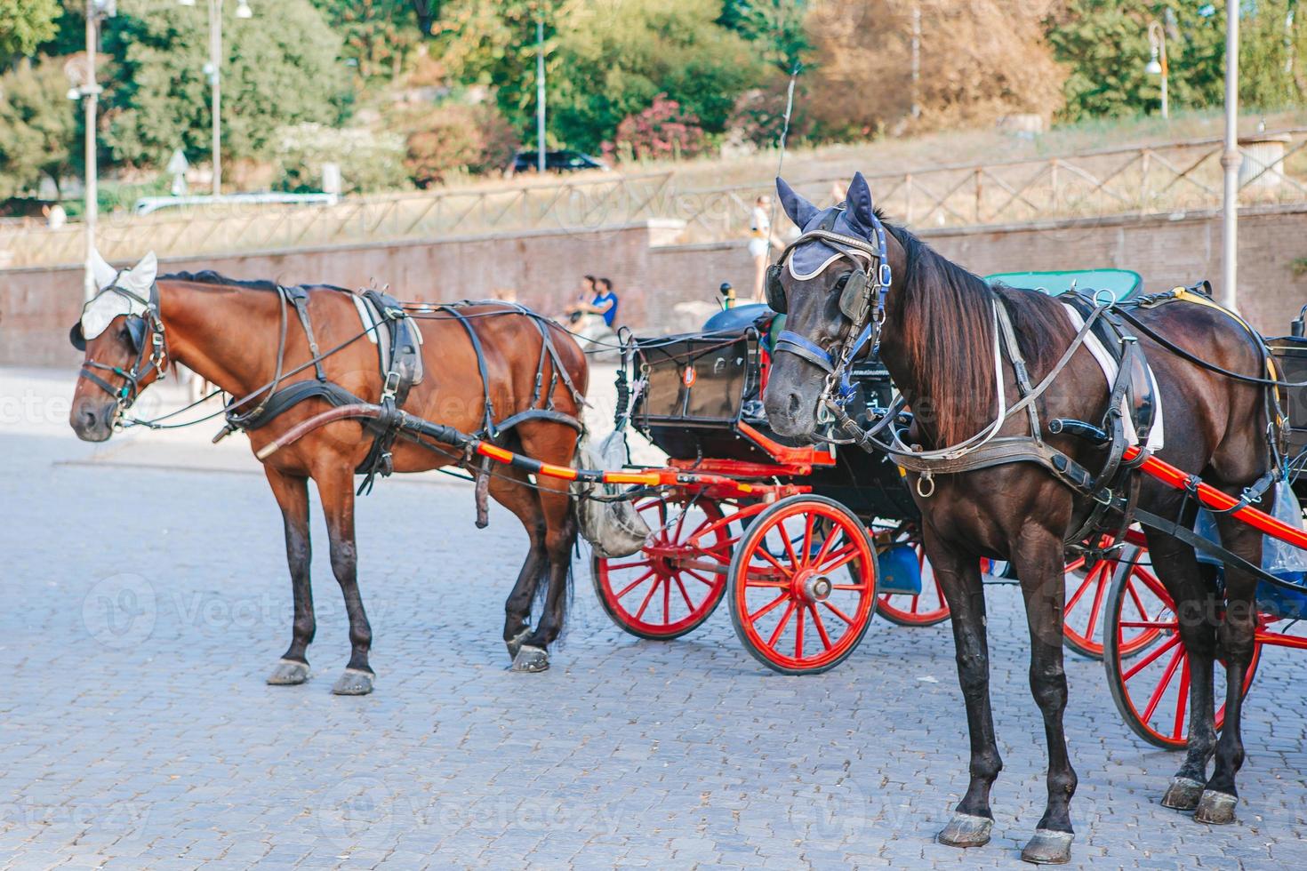 tradicional treinador de cavalos fiaker na europa foto