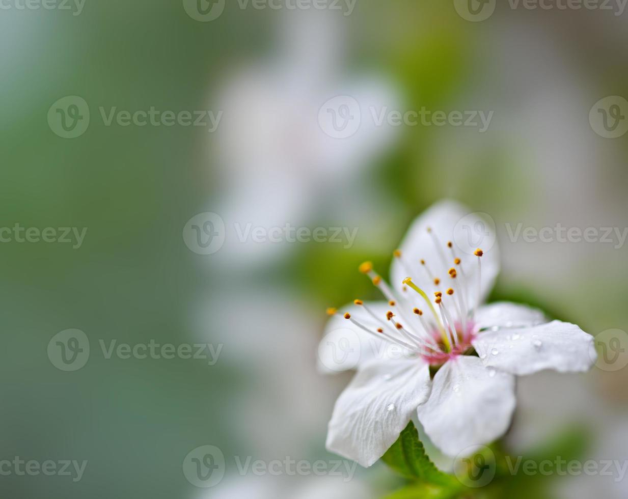 fundo floral macio. foto