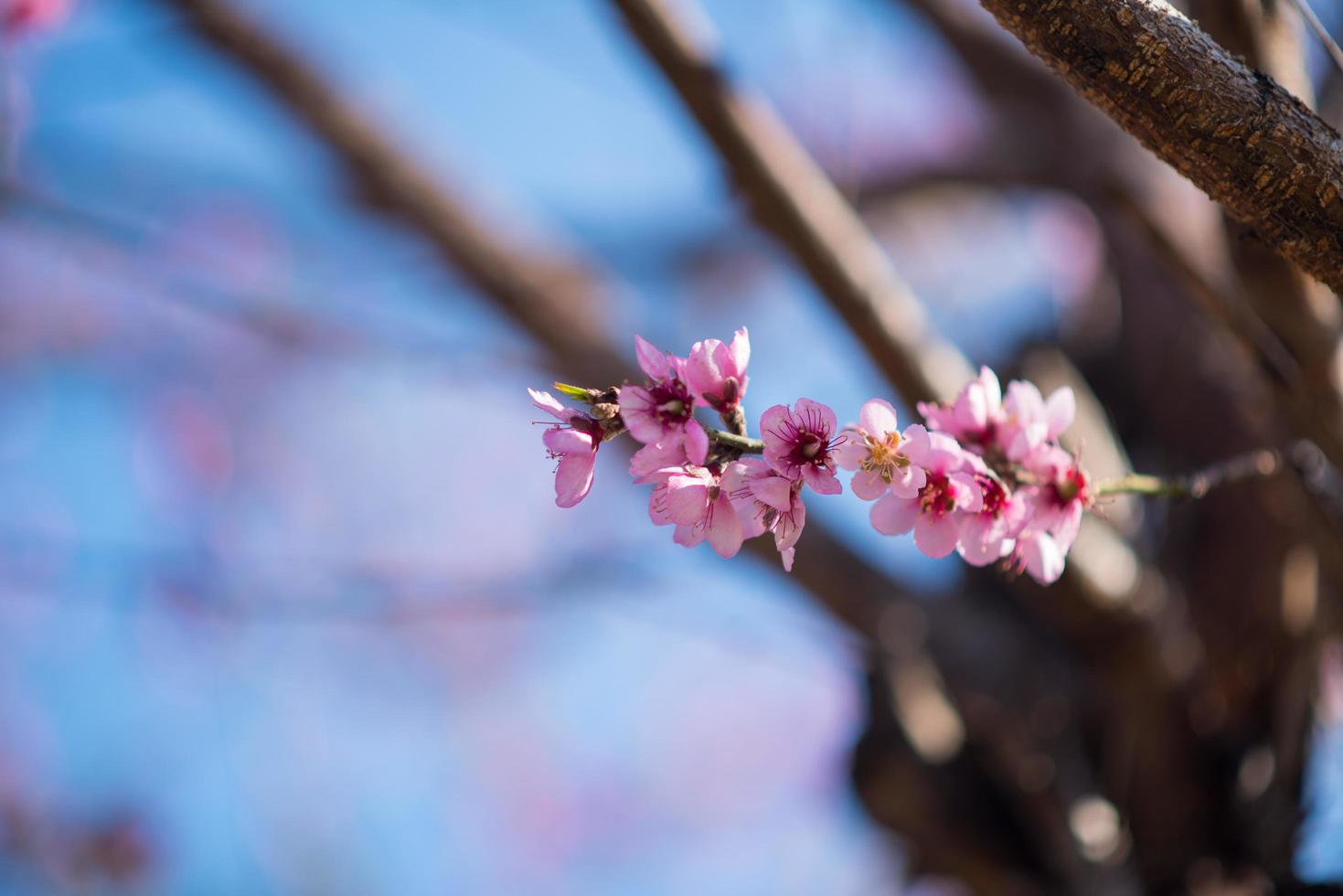 fundo de flor de cerejeira para o conceito de páscoa foto