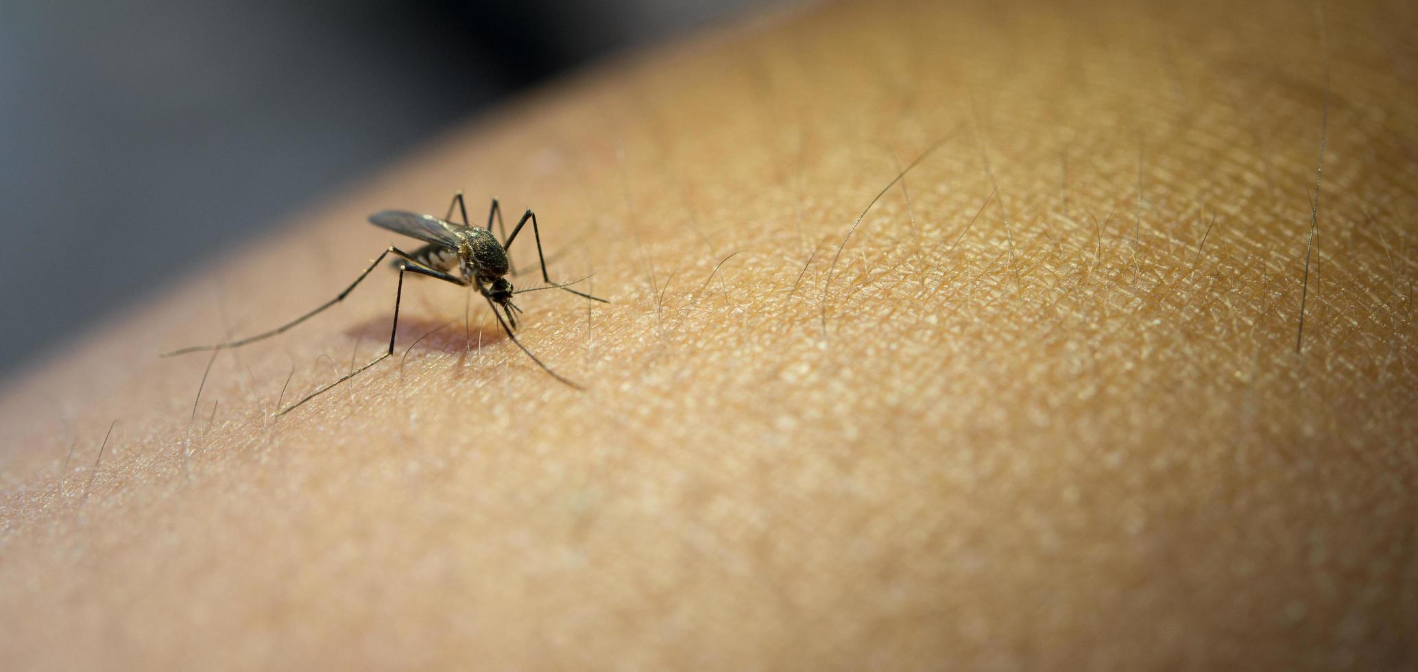 close-up de um braço humano de mosquito foto