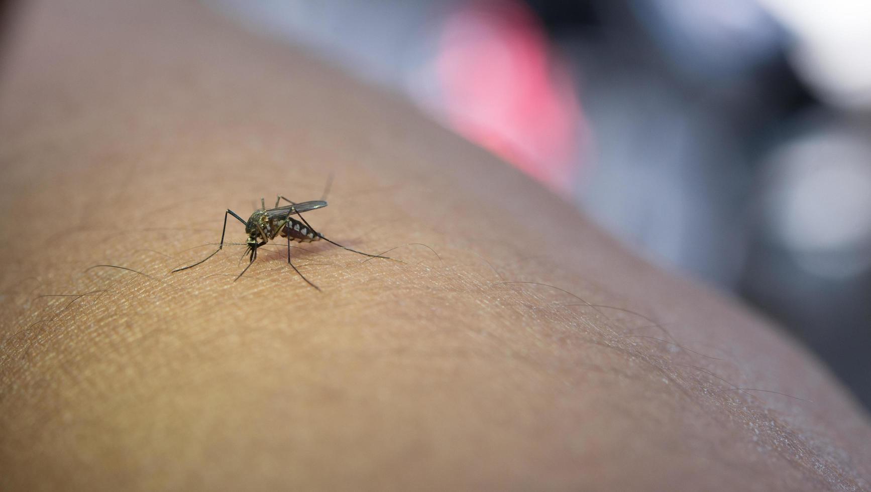 close-up de um braço humano de mosquito foto