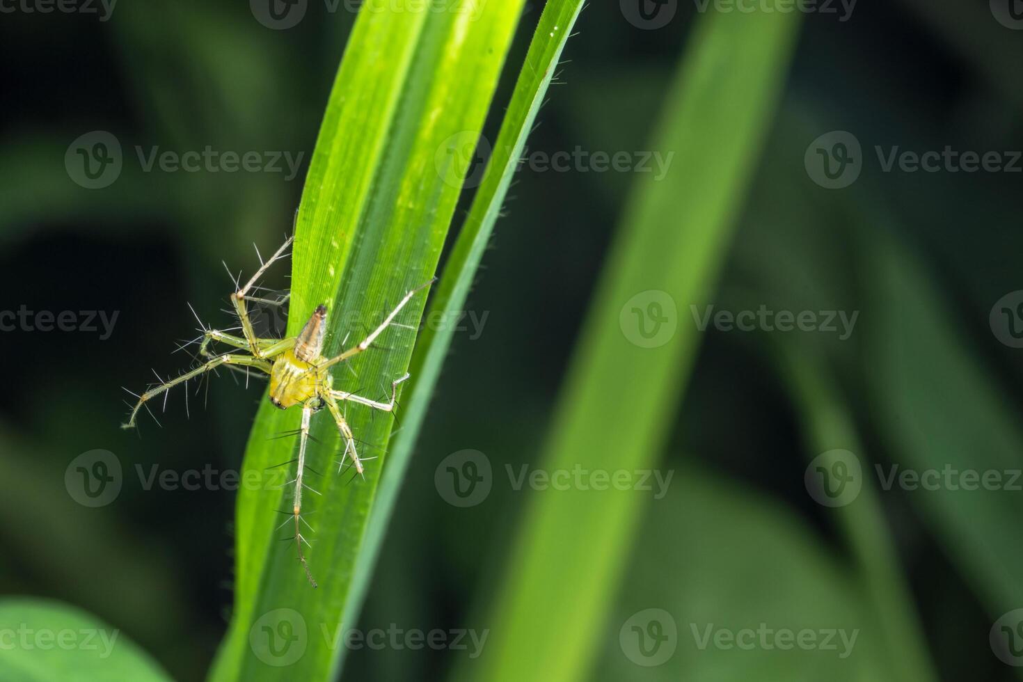 aranha, foto close-up