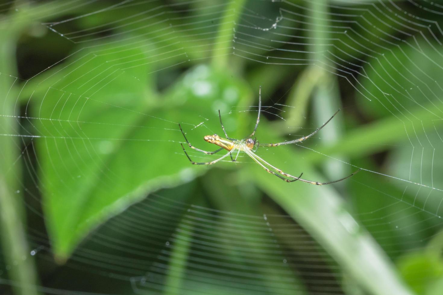 aranha, foto close-up