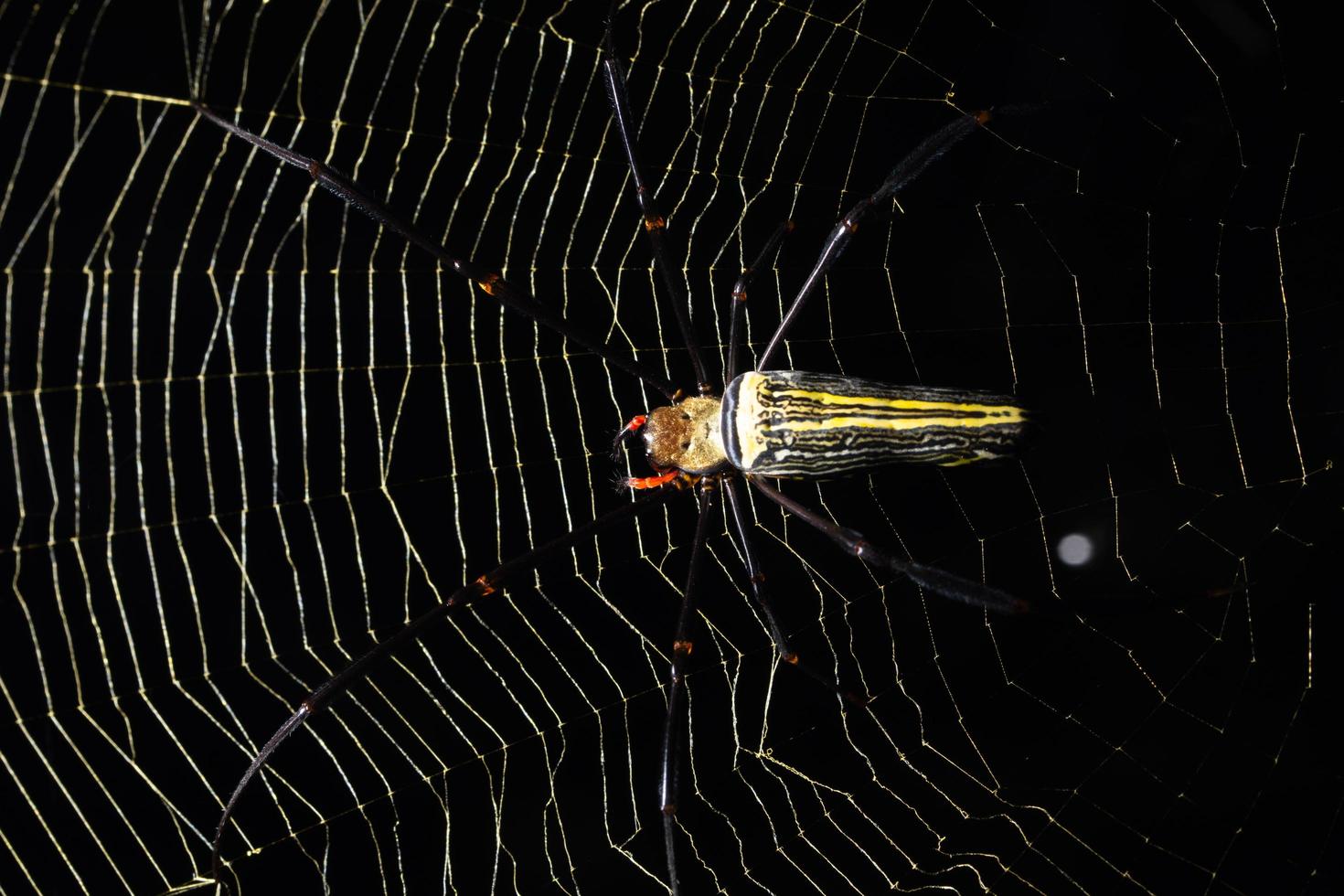 aranha na teia de aranha foto