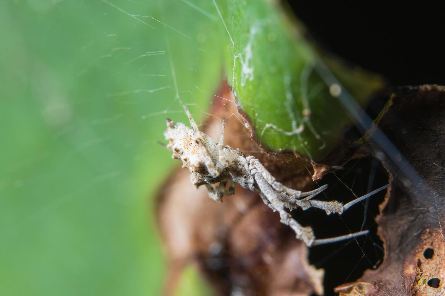 aranha na teia de aranha foto