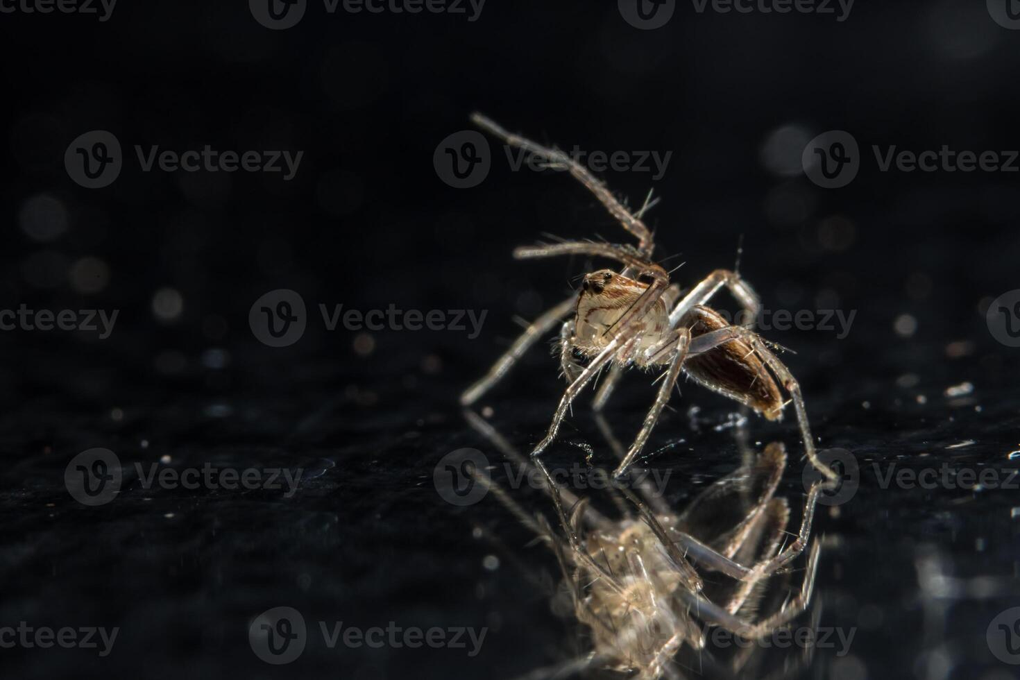 aranha na superfície de vidro foto