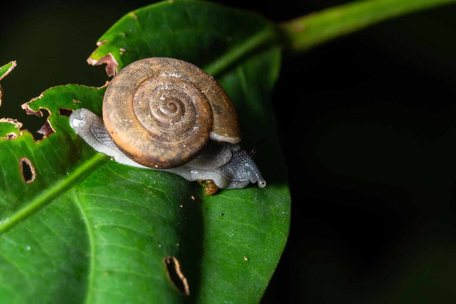 caracol em uma folha verde foto